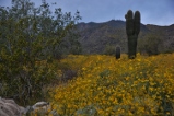 yellow wildflowers